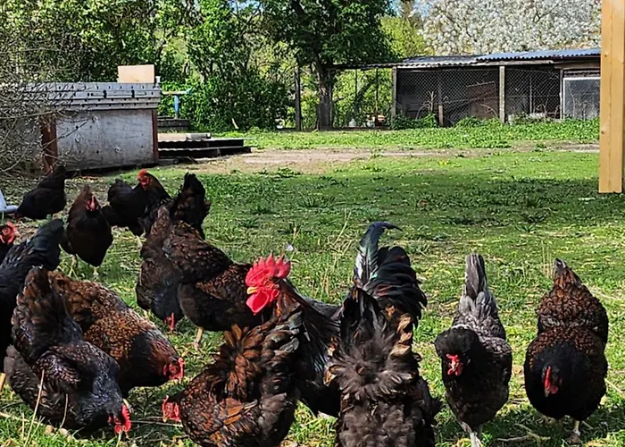 Naturpur Semesterbostad *